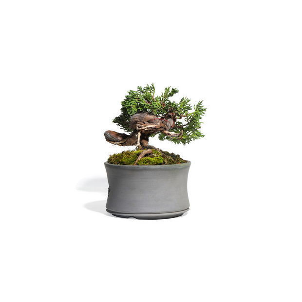 真柏　-Japanese Juniper-　（推定樹齢30年） 詳細画像